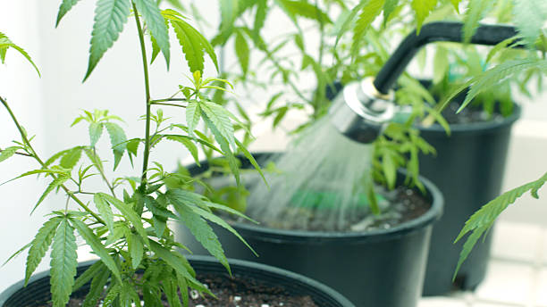 Riego cultivo cannabis