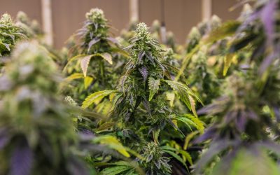 Los Diferentes Tipos De Semillas De Marihuana Que Puedes Encontrar